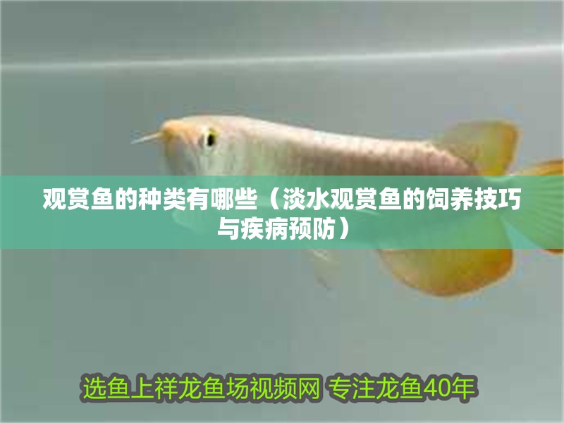 觀賞魚的種類有哪些（淡水觀賞魚的飼養技巧與疾病預防）