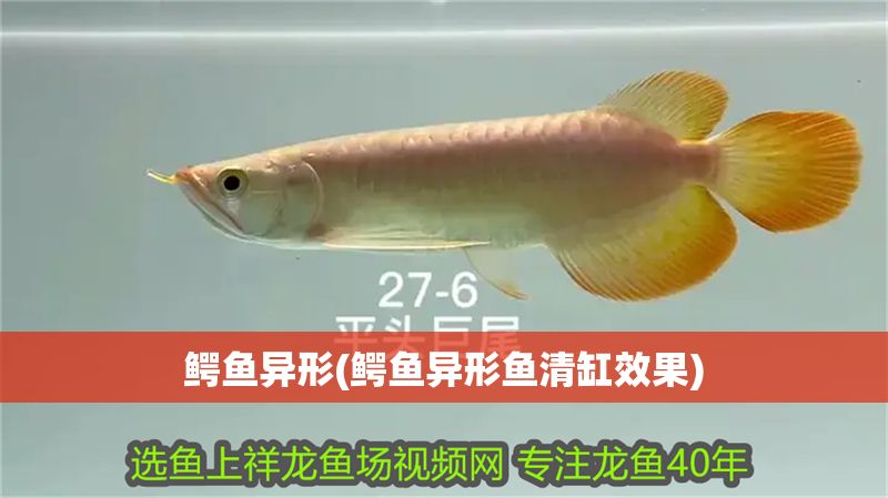 鱷魚異形(鱷魚異形魚清缸效果)