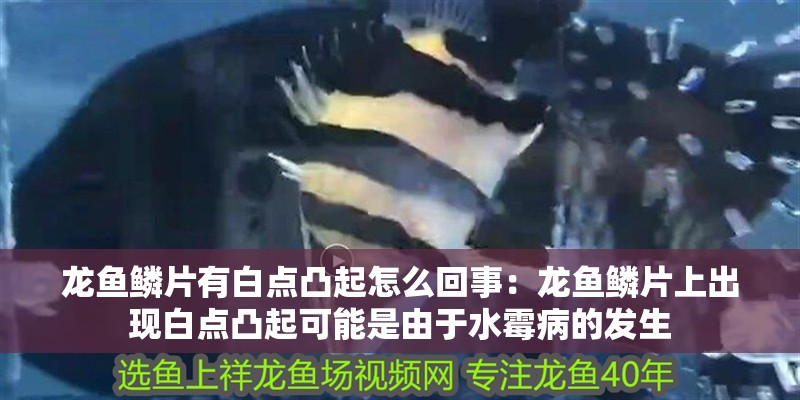 龍魚鱗片有白點凸起怎么回事：龍魚鱗片上出現白點凸起可能是由于水霉病的發生
