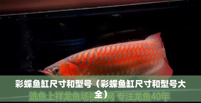 彩蝶魚缸尺寸和型號（彩蝶魚缸尺寸和型號大全）