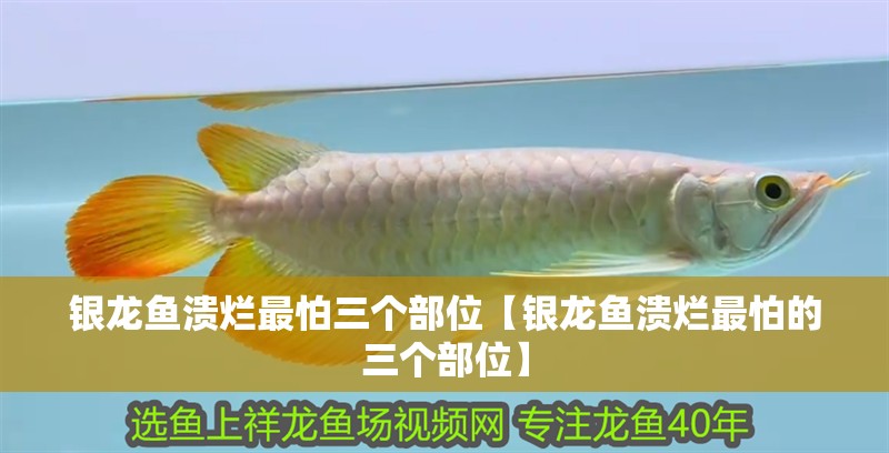 銀龍魚潰爛最怕三個部位【銀龍魚潰爛最怕的三個部位】
