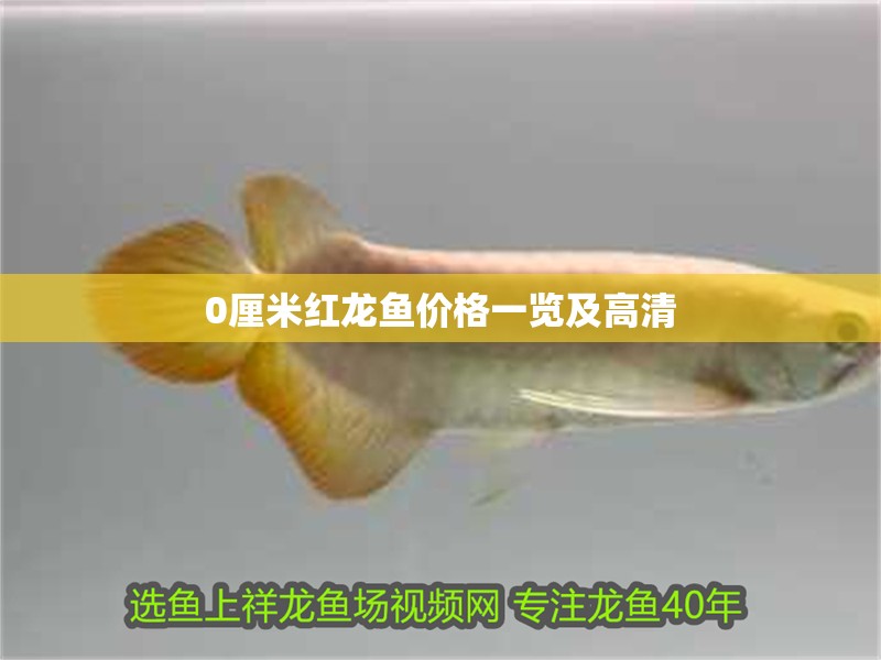 0厘米紅龍魚價(jià)格一覽及高清