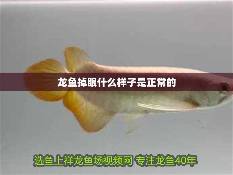 龍魚掉眼什么樣子是正常的