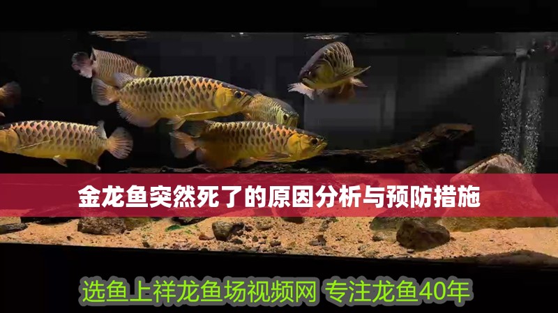 金龍魚(yú)突然死了的原因分析與預(yù)防措施