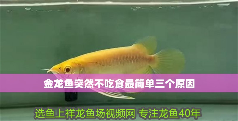 金龍魚突然不吃食最簡單三個原因 金龍魚突然不吃食最簡單三個原因 龍魚百科 第2張