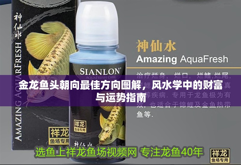 金龍魚(yú)頭朝向最佳方向圖解，風(fēng)水學(xué)中的財(cái)富與運(yùn)勢(shì)指南