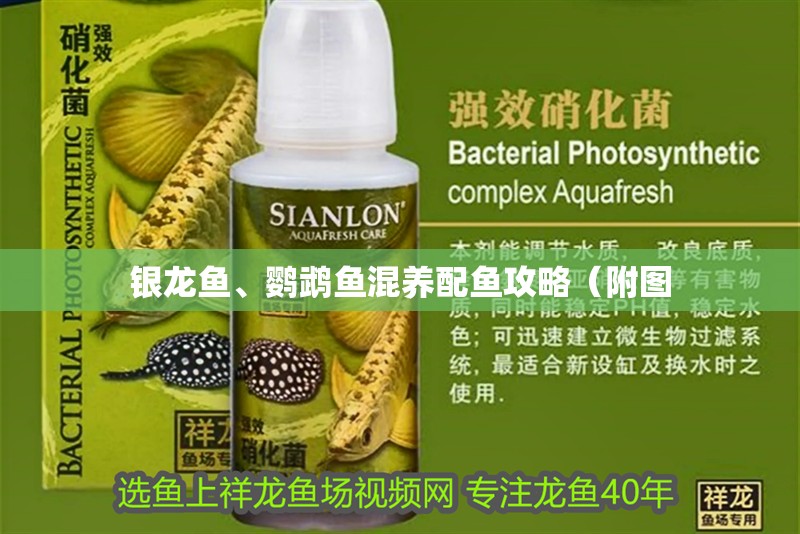 銀龍魚、鸚鵡魚混養配魚攻略（附圖 銀龍魚、鸚鵡魚混養配魚攻略（附圖 水族問答