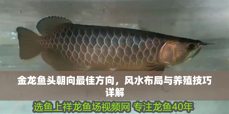 金龍魚頭朝向最佳方向，風(fēng)水布局與養(yǎng)殖技巧詳解