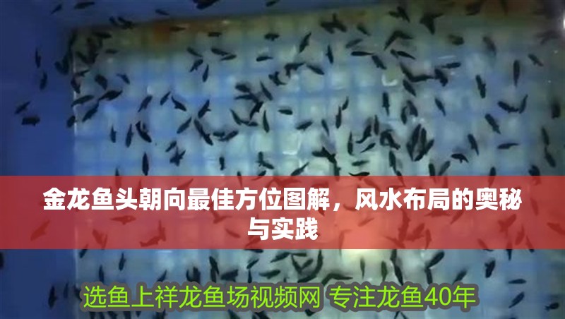 金龍魚頭朝向最佳方位圖解，風(fēng)水布局的奧秘與實(shí)踐