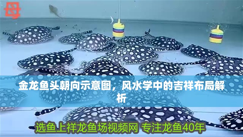 金龍魚頭朝向示意圖，風水學中的吉祥布局解析