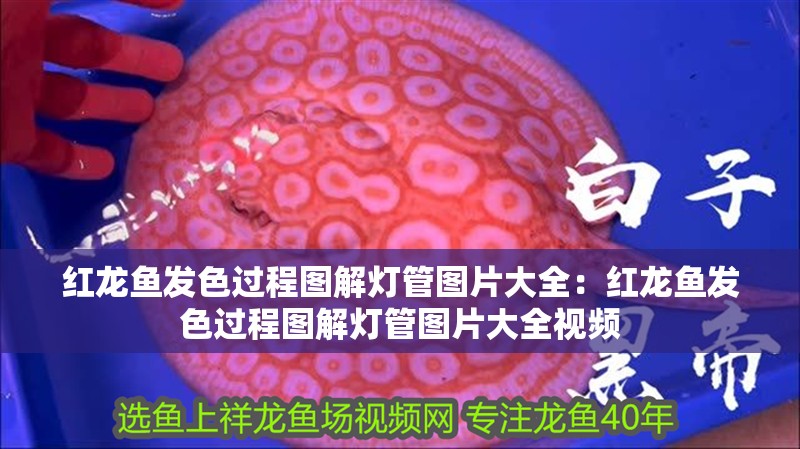 紅龍魚發色過程圖解燈管圖片大全：紅龍魚發色過程圖解燈管圖片大全視頻