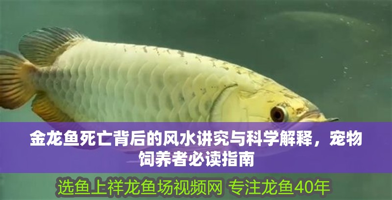 金龍魚死亡背后的風水講究與科學解釋，寵物飼養者必讀指南 金龍魚死亡背后的風水講究與科學解釋，寵物飼養者必讀指南 龍魚百科 第2張