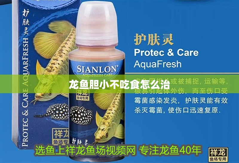 龍魚膽小不吃食怎么治
