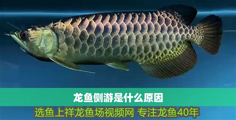 龍魚側游是什么原因