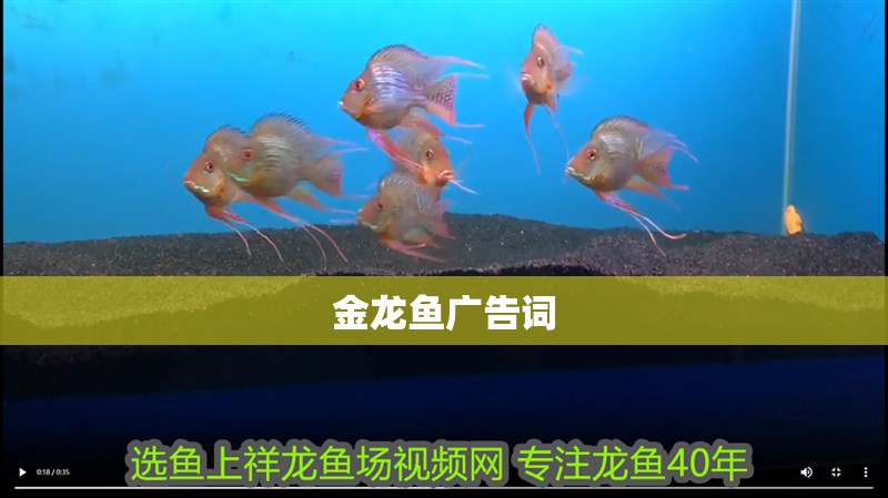 金龍魚廣告詞