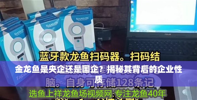 金龍魚是央企還是國(guó)企？揭秘其背后的企業(yè)性質(zhì) 金龍魚是央企還是國(guó)企？揭秘其背后的企業(yè)性質(zhì) 龍魚百科 第2張