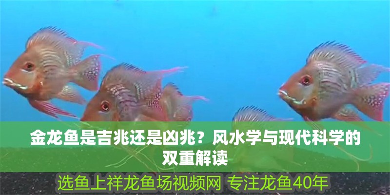 金龍魚是吉兆還是兇兆？風水學與現代科學的雙重解讀 金龍魚是吉兆還是兇兆？風水學與現代科學的雙重解讀 龍魚百科 第1張