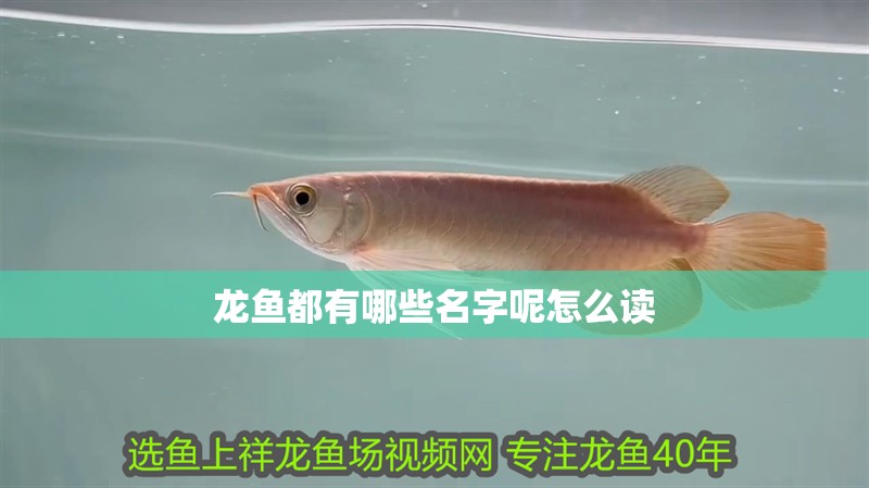 龍魚都有哪些名字呢怎么讀