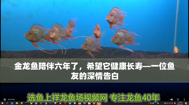 金龍魚陪伴六年了，希望它健康長(zhǎng)壽—一位魚友的深情告白 金龍魚陪伴六年了，希望它健康長(zhǎng)壽—一位魚友的深情告白 龍魚百科 第1張