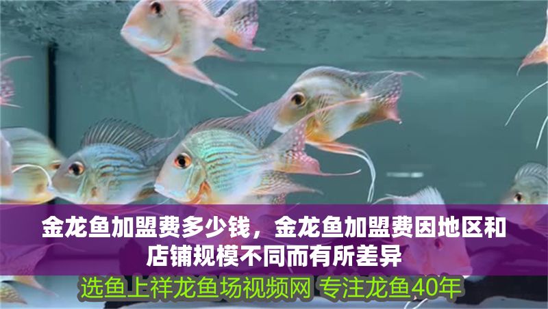 金龍魚加盟費多少錢，金龍魚加盟費因地區和店鋪規模不同而有所差異