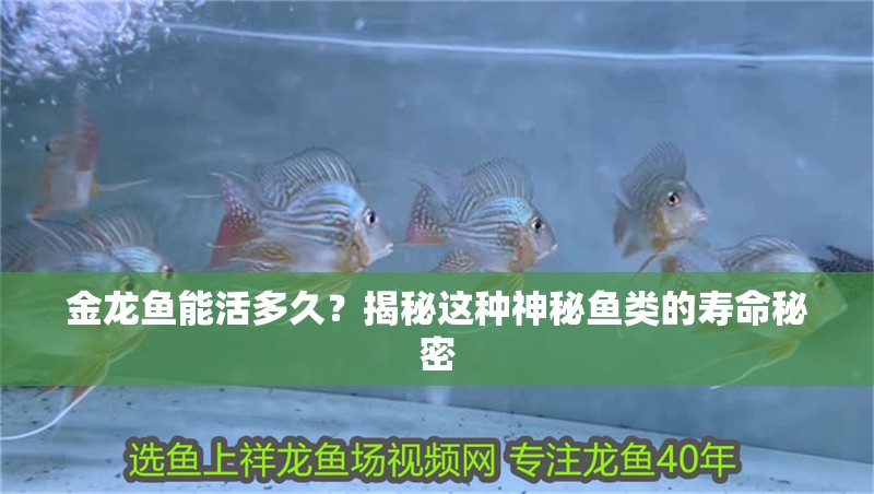 金龍魚能活多久？揭秘這種神秘魚類的壽命秘密 金龍魚能活多久？揭秘這種神秘魚類的壽命秘密 龍魚百科 第2張