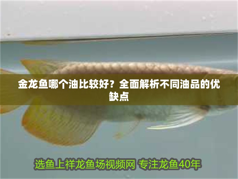 金龍魚哪個油比較好？全面解析不同油品的優缺點 金龍魚哪個油比較好？全面解析不同油品的優缺點 龍魚百科 第1張