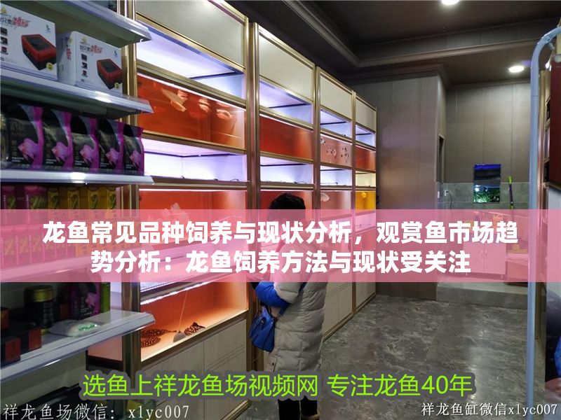 龍魚常見品種飼養與現狀分析，觀賞魚市場趨勢分析：龍魚飼養方法與現狀受關注