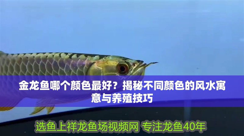 金龍魚哪個(gè)顏色最好？揭秘不同顏色的風(fēng)水寓意與養(yǎng)殖技巧