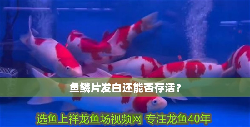 魚鱗片發白還能否存活？