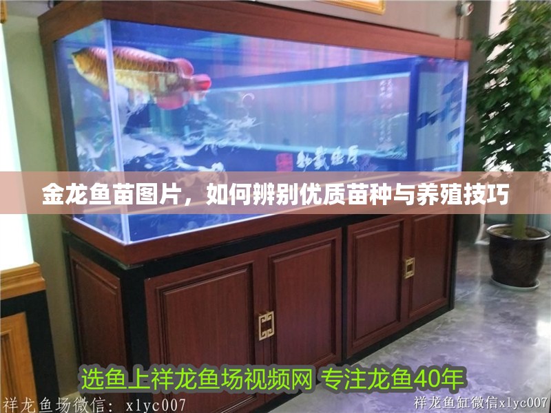 金龍魚苗圖片，如何辨別優質苗種與養殖技巧