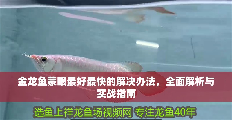 金龍魚蒙眼最好最快的解決辦法,全面解析與實戰指南 龍魚百科 第1張 金龍魚蒙眼最好最快的解決辦法,全面解析與實戰指南 金龍魚蒙眼最好最快的解決辦法,全面解析與實戰指南 龍魚百科 第1張