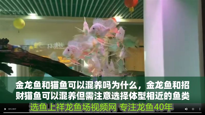 金龍魚和貓魚可以混養嗎為什么，金龍魚和招財貓魚可以混養但需注意選擇體型相近的魚類 金龍魚和貓魚可以混養嗎為什么，金龍魚和招財貓魚可以混養但需注意選擇體型相近的魚類 龍魚百科 第2張