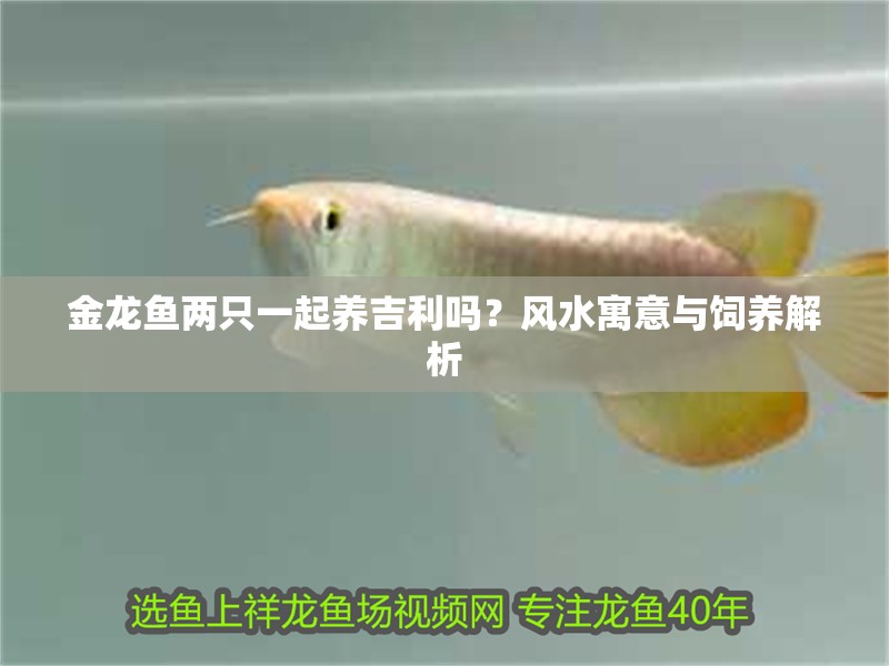 金龍魚兩只一起養吉利嗎？風水寓意與飼養解析