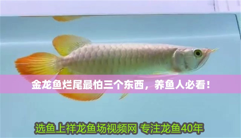 金龍魚爛尾最怕三個(gè)東西，養(yǎng)魚人必看！