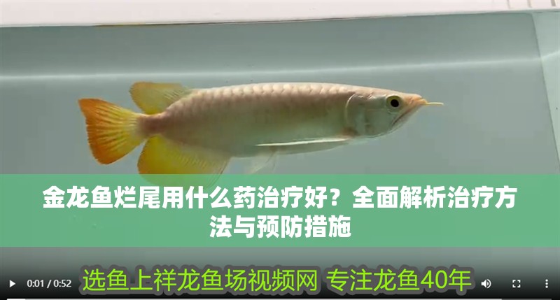 金龍魚爛尾用什么藥治療好？全面解析治療方法與預防措施
