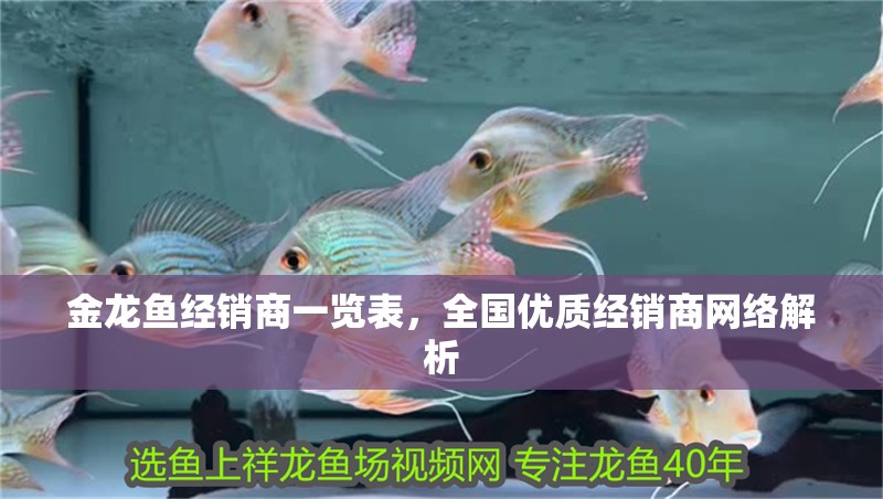 金龍魚經銷商一覽表，全國優質經銷商網絡解析