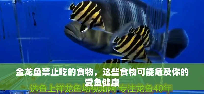金龍魚禁止吃的食物，這些食物可能危及你的愛魚健康