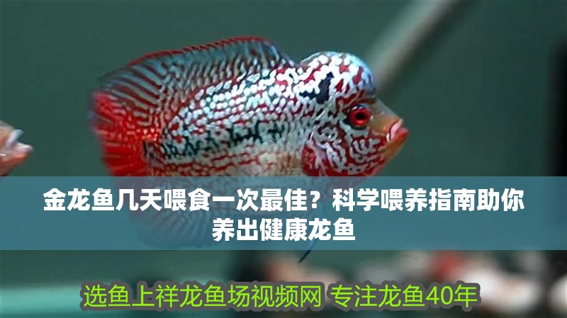 金龍魚幾天喂食一次最佳？科學喂養指南助你養出健康龍魚