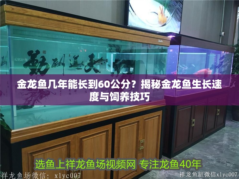 金龍魚幾年能長到60公分？揭秘金龍魚生長速度與飼養技巧