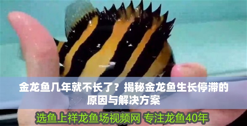 金龍魚幾年就不長了?揭秘金龍魚生長停滯的原因與解決方案 龍魚百科 第1張 金龍魚幾年就不長了?揭秘金龍魚生長停滯的原因與解決方案 金龍魚幾年就不長了?揭秘金龍魚生長停滯的原因與解決方案 龍魚百科 第1張