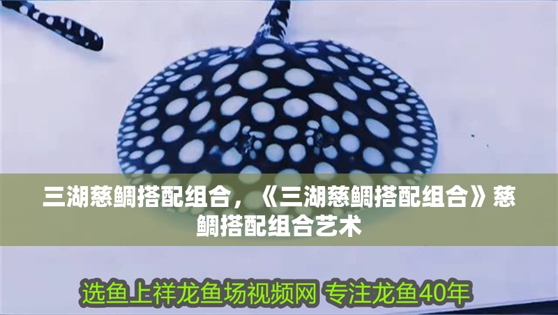三湖慈鯛搭配組合，《三湖慈鯛搭配組合》慈鯛搭配組合藝術