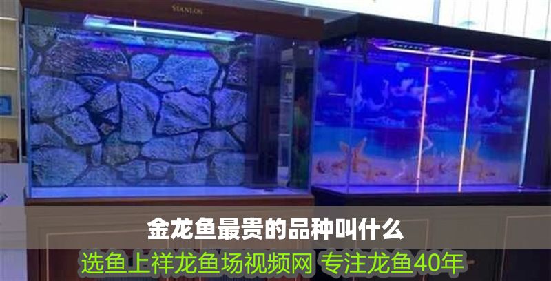 金龍魚(yú)最貴的品種叫什么