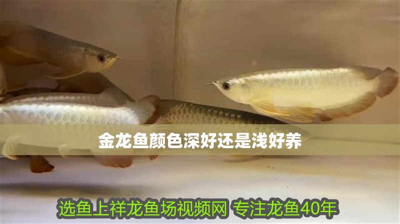 金龍魚顏色深好還是淺好養