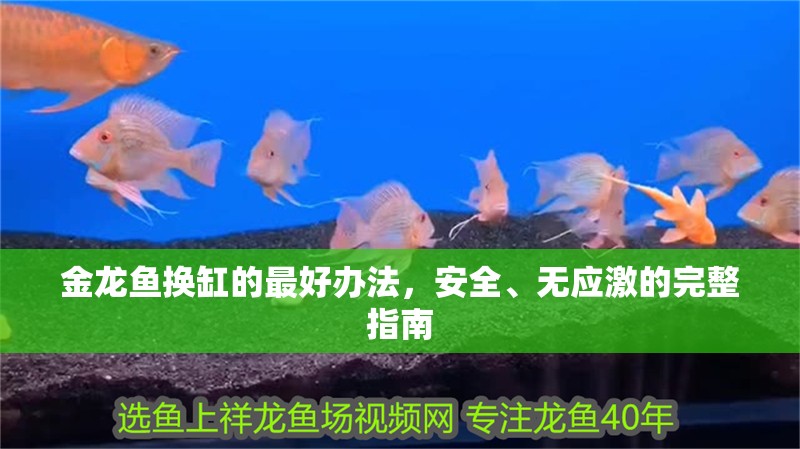 金龍魚換缸的最好辦法，安全、無應激的完整指南
