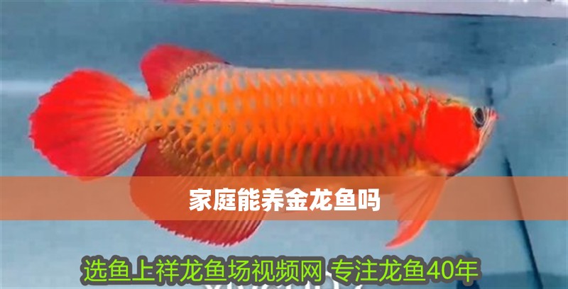 家庭能養金龍魚嗎