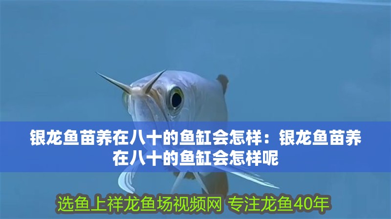 銀龍魚苗養在八十的魚缸會怎樣：銀龍魚苗養在八十的魚缸會怎樣呢