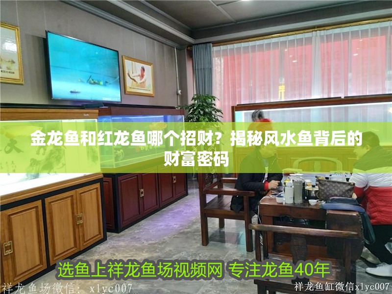 金龍魚和紅龍魚哪個招財?揭秘風水魚背后的財富密碼 龍魚百科 第2張 金龍魚和紅龍魚哪個招財?揭秘風水魚背后的財富密碼 金龍魚和紅龍魚哪個招財?揭秘風水魚背后的財富密碼 龍魚百科 第2張