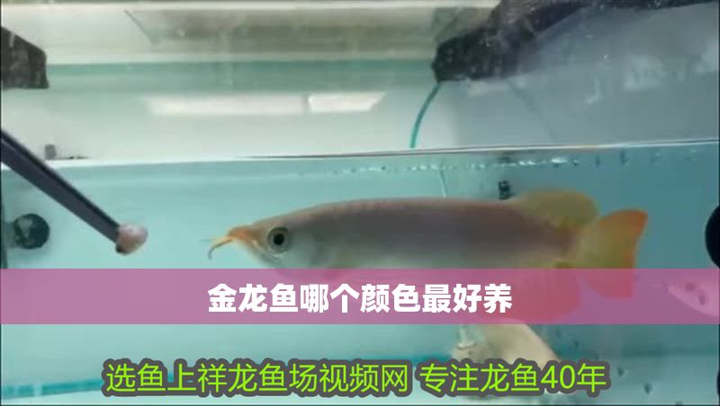金龍魚哪個顏色最好養