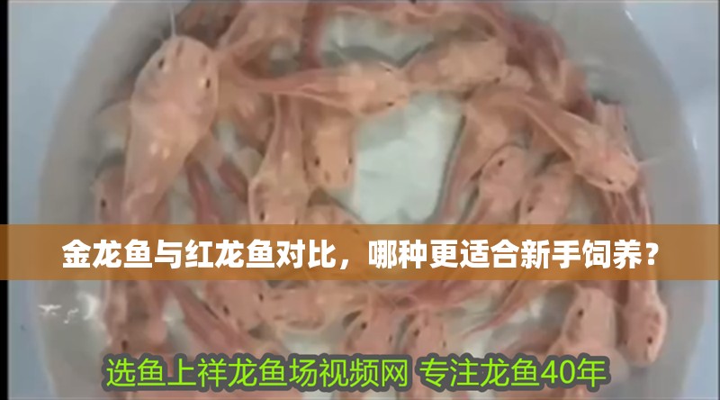 金龍魚與紅龍魚對比，哪種更適合新手飼養(yǎng)？
