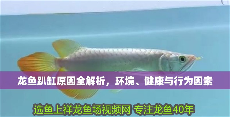 龍魚趴缸原因全解析，環境、健康與行為因素